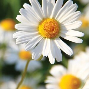 Meet your Posher, Ari